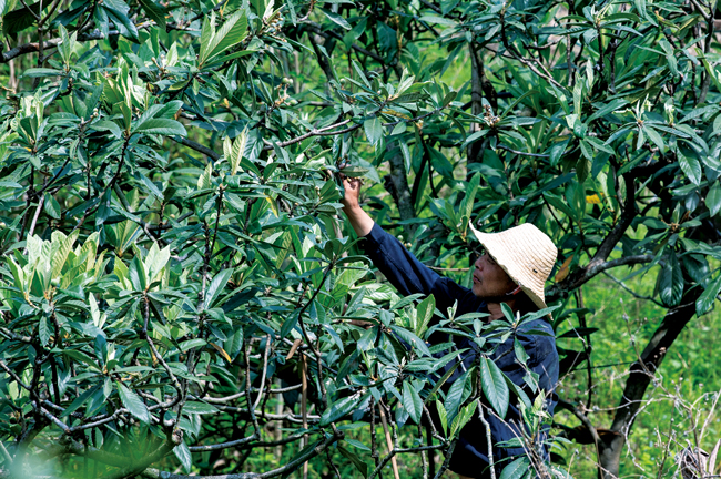 【可视化】枇杷疏果保丰收