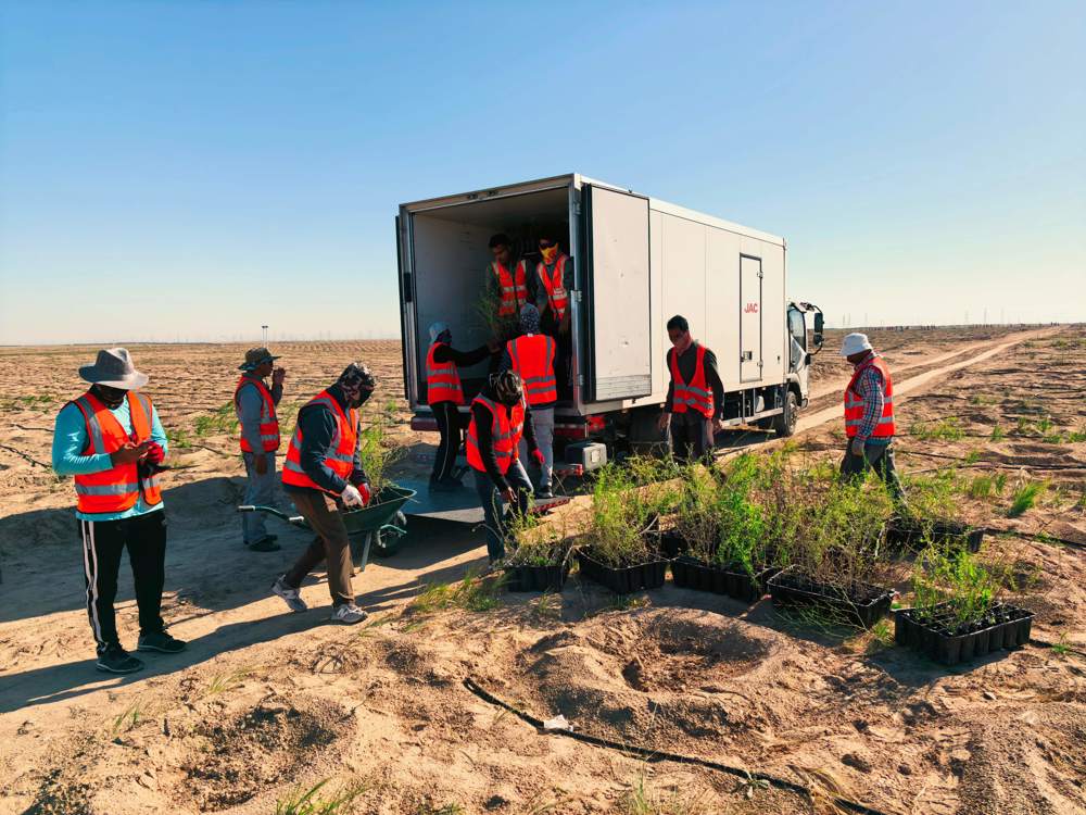 灌木苗木进场，作业人员有序规范卸车，全程轻拿轻放，确保植株完好、根系土球完整无损。